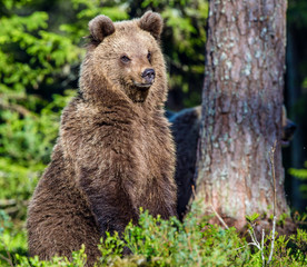 Fototapeta na wymiar Portrait of Cub of Wild Brown bear (Ursus Arctos Arctos) in the summer forest. Natural green Background