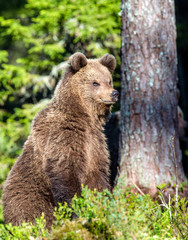 Portrait of Cub of Wild Brown bear (Ursus Arctos Arctos) in the summer forest. Natural green...