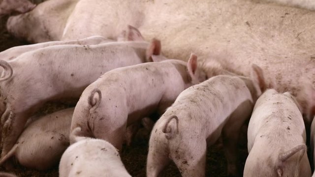 Newborn piglets feeding from mother pig in organic farm