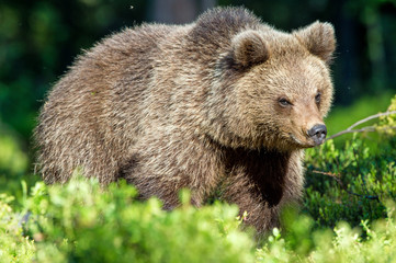 Naklejka na ściany i meble Portrait of Cub of Wild Brown bear (Ursus Arctos Arctos) in the summer forest. Natural green Background