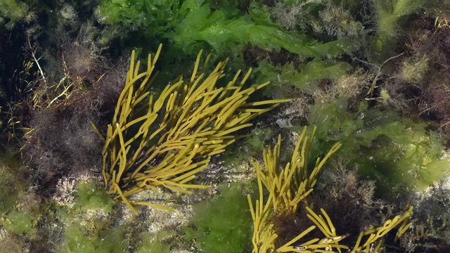 Channelled wrack (Pelvetia canaliculata) brown alga in rock pool