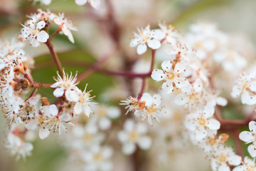 Haies de Photinia en fleurs