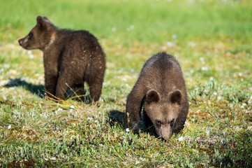 Cubs of Brown bear (Ursus Arctos Arctos) in the summer forest. Natural green Background