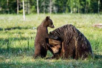 Bear cubs hide for a she-bear. Bear and Cubs of Brown bear (Ursus Arctos Arctos) in the summer forest. Natural green Background