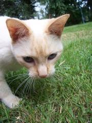 cat on grass
