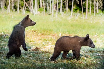 Fototapeta na wymiar Cubs of Brown bear (Ursus Arctos Arctos) in the summer forest. Natural green Background