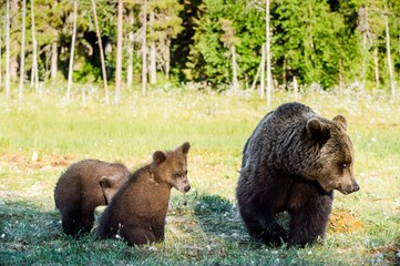Bear cubs hide for a she-bear. Bear and Cubs of Brown bear (Ursus Arctos Arctos) in the summer forest. Natural green Background
