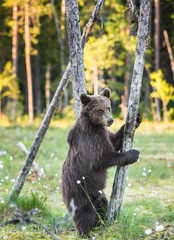 Bear cub stood up on its hind legs. Cub of Brown bear (Ursus Arctos Arctos) in the summer forest. Natural green Background