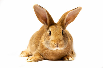 a small fluffy red rabbit on a white background, an Easter Bunny for Easter. Rabbit for spring holidays.
