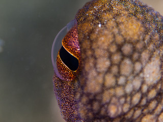 Close-up of an octopus' eye