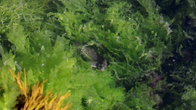 Smooth blenny / shanny (Lipophrys pholis) hiding in sea lettuce (Ulva lactuca) in rock pool. Zoom in