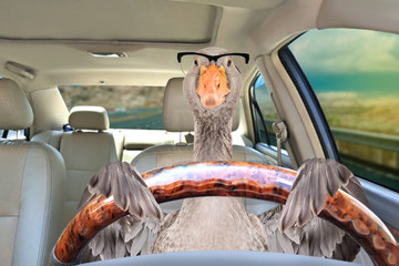 Portrait of a goose with glasses driving a car