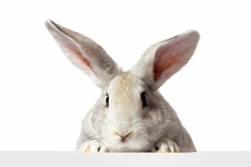 a grey furry rabbit looks at the sign. Isolated on a white background. Easter bunny . The hare...