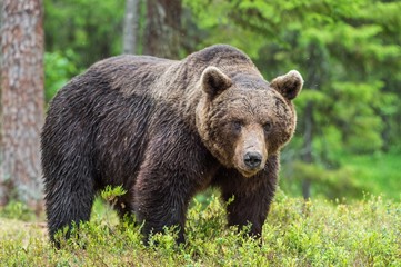 Naklejka na ściany i meble Wild Brown bear (Ursus Arctos Arctos) in the summer forest. Natural green Background