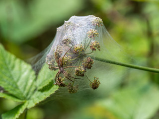 Nursery web spider  on a nursery tent