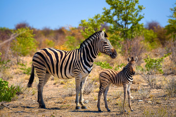 Fototapeta na wymiar Two zebras in Etosha National Park, Namibia