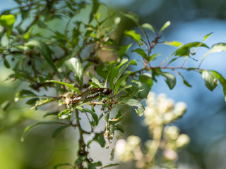 White admiral butterfly perched on a leaf