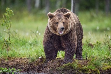 Obraz na płótnie Canvas Wild Brown bear (Ursus Arctos Arctos) in the summer forest. Natural green Background
