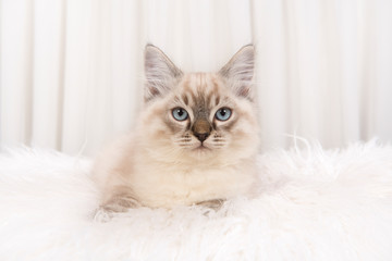 Pretty ragdoll cat lying in a white environment looking at the camera with its blue eyes
