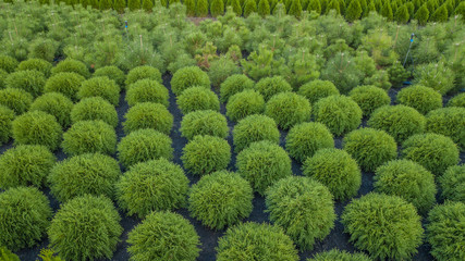 Nursery of ornamental plants in a rural country area