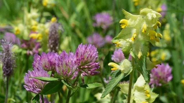 Zigzag clover and European yellow-rattle in flower in the Alps