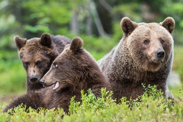 She-Bear and Cubs of Brown bear (Ursus Arctos Arctos) in the summer forest. Natural green Background