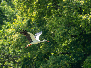 White Stork at Knapp, UK  ( Ciconia ciconia )