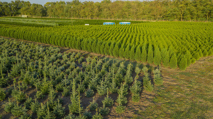 Fototapeta premium Nursery of ornamental plants in a rural country area