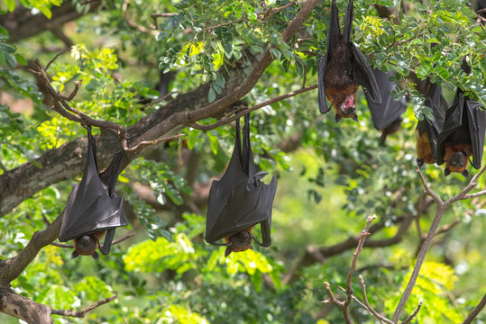 Bats Hanging On A Tree Branch ,bats Are Among The Carriers Of The Coronavirus Epidemic Ravaging China