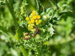 Cinnabar Moth (Tyria jacobaeae), caterpillars, feeding on Ragwort (Jacobaea vulgaris)