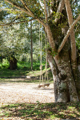 swing hanging from a tree