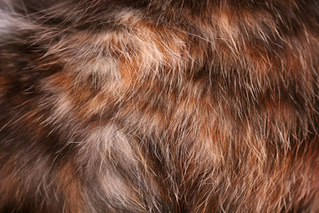 texture of fur