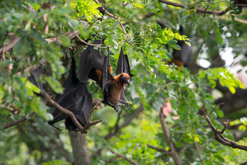 Bats hanging on a tree branch ,bats are among the carriers of the coronavirus epidemic ravaging China