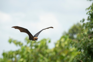 Bat flying on blue sky ,bats are among the carriers of the coronavirus epidemic ravaging China