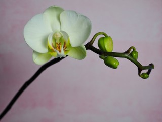 Fototapeta na wymiar macro exotic orchid flower