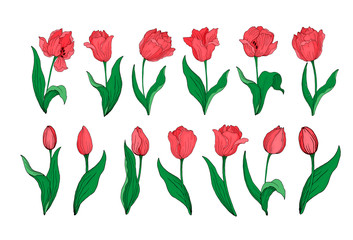 Collection of red blooming tulips buds leaves stems isolated on white. Hand drawing of blooming tulips.