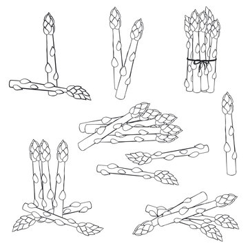 Asparagus vector sketch set isolated on white background.