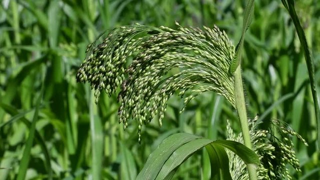 Proso millet / broomcorn millet / common millet / broomtail millet (Panicum miliaceum) in summer