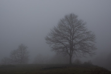 isolated tree in the winter fog