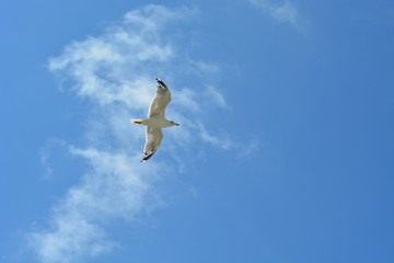 mouette en plein vol