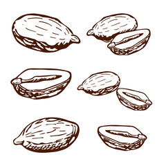hand drawn peanuts collection. engraved peanuts seeds in retro vintage style isolated on white background. organic snack. bar or pub food, beer appetizers. Peanut butter food ingredient