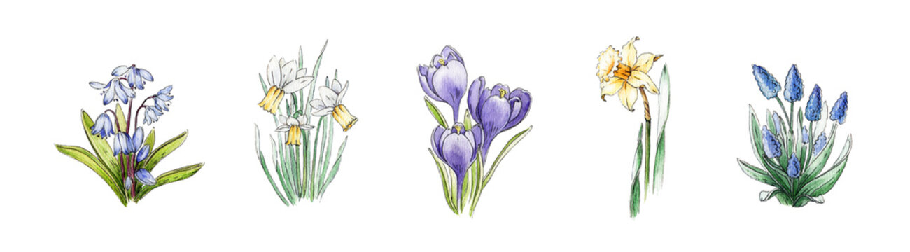 Spring daffodil, crocus, muscari, bluebell flower watercolor image set. Hand drawn collection of beautiful fresh season flowers. Blooming plant elements isolated on white background.
