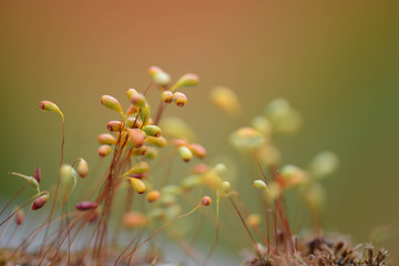 Beautiful tiny plants up close (very shallow depth of field)