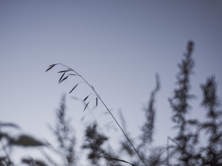 wild grass in the garden in summer, Russia