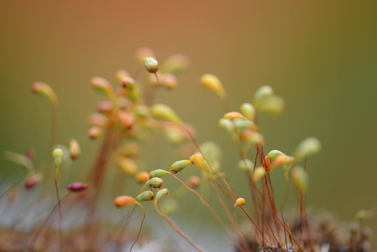 Beautiful tiny plants up close (very shallow depth of field)