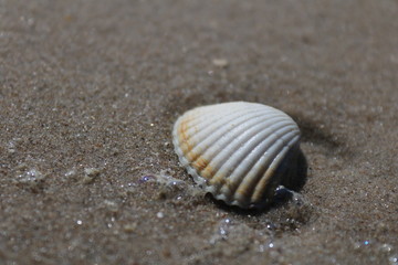 Shell on the beach