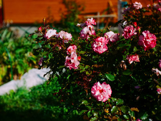 Fototapeta na wymiar Bush roses in the garden in summer, Russia