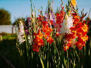 gladioli of different colors in the summer garden, Russia