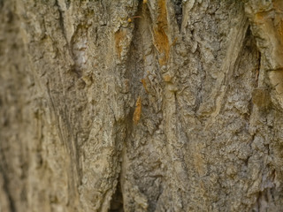 the bark of the old wood closeup, Moscow