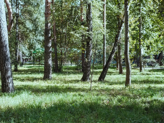 Obraz premium path on the ground in the Park in autumn, Moscow